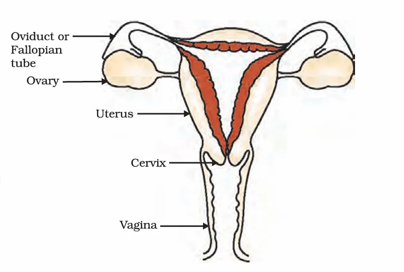 human–female reproductive system